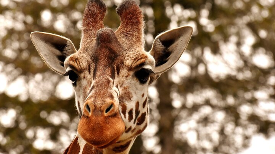 Zoo and Safari - Zoo and Safari - FunMalaysia